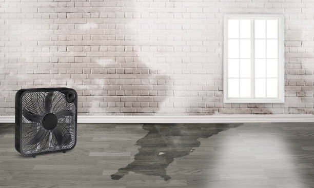 Best Professional water damage repair  in Sapulpa, OK